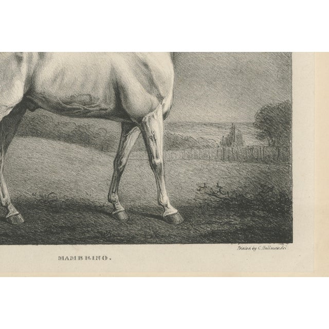 After Chalon, Mambrino Thoroughbred Horse Portrait, 1840, Lithograph For Sale - Image 7 of 9