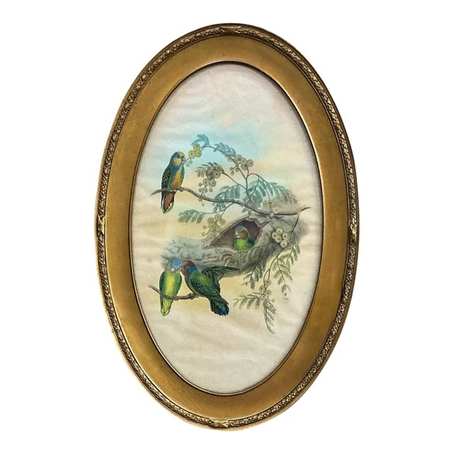 Victorian Style Framed Giltwood Watercolor on Paper Tropical Parrots / Birds For Sale