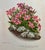 Antique Botanical Print From England Showcasing Delicate Pink Alpine Flowers - Circa 1893. Print measures 8” W x 11” T...