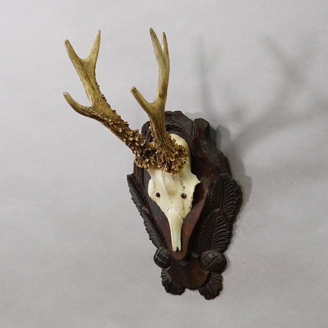 Antique Black Forest Red Deer Trophy on Carved Plaque ca. 1930s An antique 6 pointer red deer (Cervus elaphus) trophy from...
