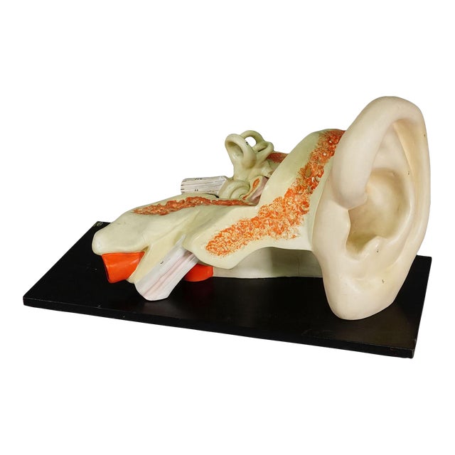 Vintage Teaching Aid Modell of an Ear - Phywe Ca. 1930 For Sale
