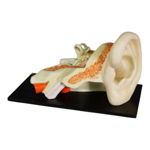 Vintage Teaching Aid Modell of an Ear - Phywe Ca. 1930