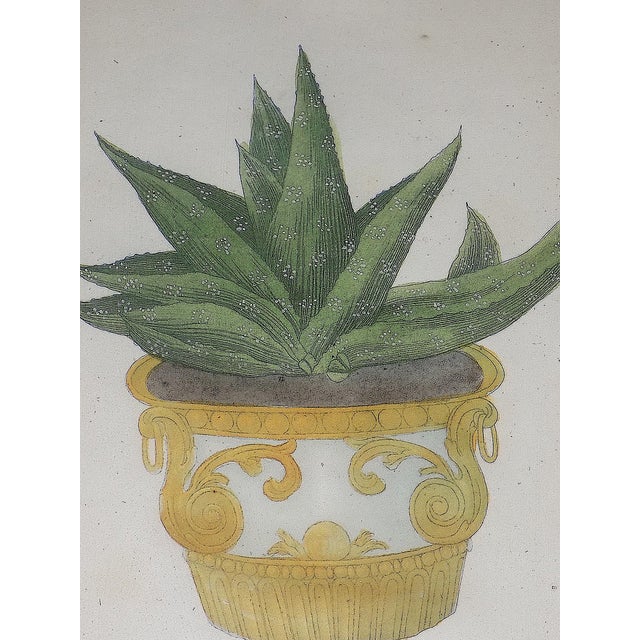 Printmaking Materials Antique 18th Century Johann Wilhelm Weinmann Folio Size Framed Hand Colored Mezzotints "Aloe Africana" - A Pair For Sale - Image 7 of 9