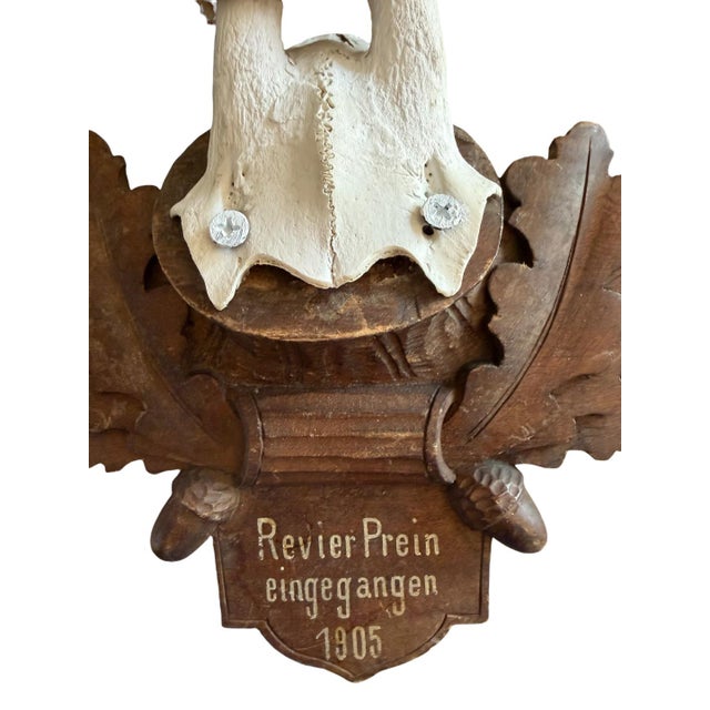 Cabin 1900s Roe Deer Trophy 40 Black Forest Antlers Mount For Sale - Image 3 of 5