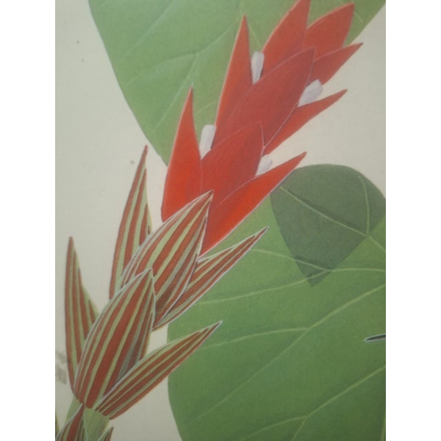 1960s Rare Lucien Harris III Signed/Numbered Print 43/50 - Blue-Chinned Sapphire Hummingbird - Framed For Sale In Louisville - Image 6 of 8