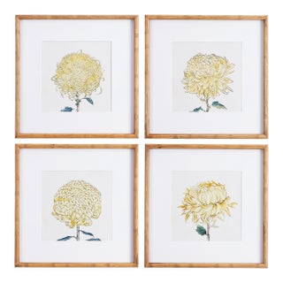 Chrysanthemum Prints, Set Of 4 For Sale