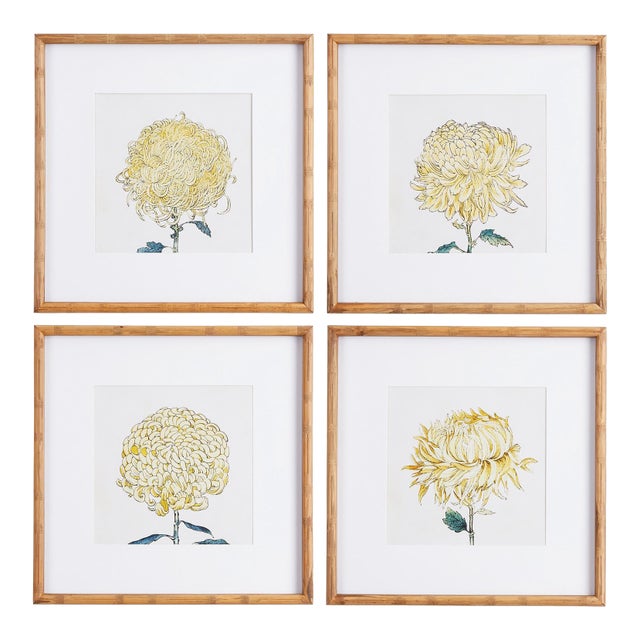 Chrysanthemum Prints, Set Of 4 For Sale
