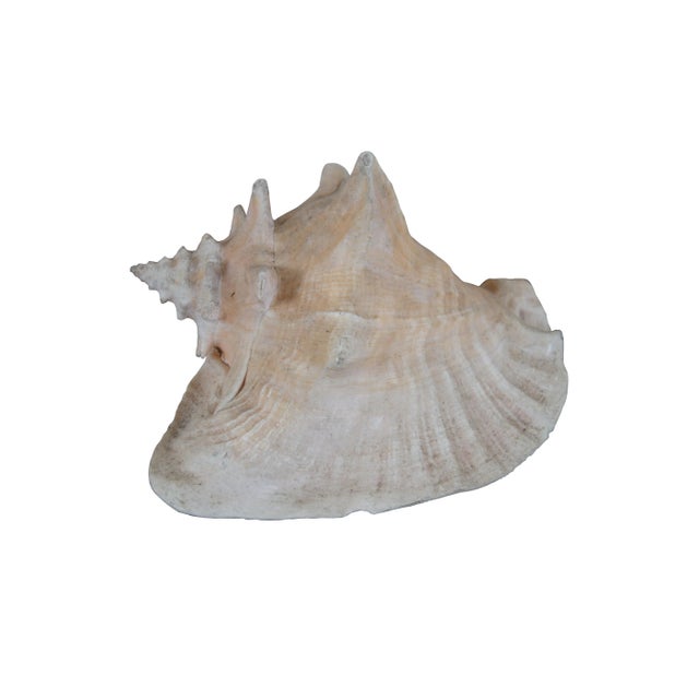 Rare marked mid century natural Queen Conch sea shell (Aliger gigas) souvenir from Marine Arena Johns Pass Florida. Off...