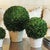 Real English boxwoods, preserved and painstakingly assembled by our masterful artists. This simple arrangement is artfully...