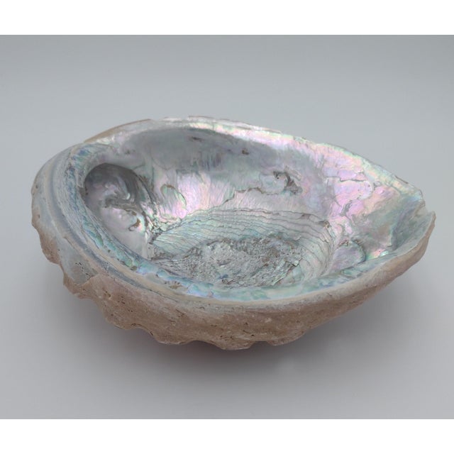 Shell Large Vintage Abalone Shell – Natural Iridescent Mother-of-Pearl, C. 1970s Sea of Cortez For Sale - Image 7 of 8