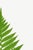 Not Yet Made - Made To Order Fern Art Print – Vintage Green Botanical Illustration, 20" X 30" For Sale - Image 5 of 8