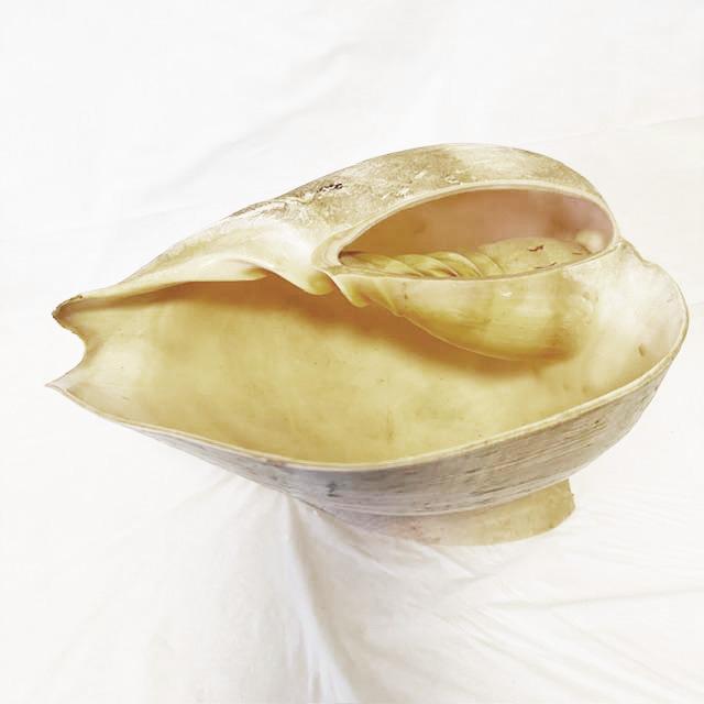 Natural Conch Shell Planter/Basket For Sale - Image 9 of 10