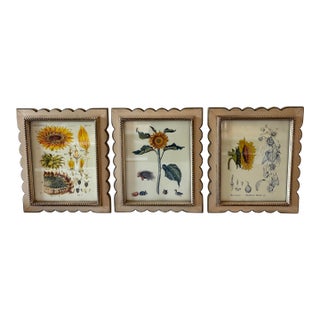 Set of 3 Vintage Botanical Prints in Scalloped Wood Frames For Sale