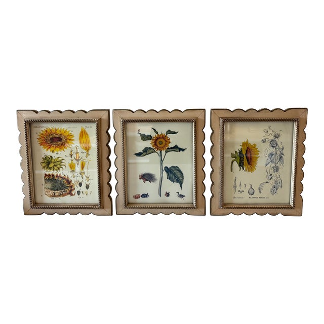 Set of 3 Vintage Botanical Prints in Scalloped Wood Frames For Sale