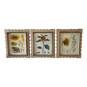 Set of 3 Vintage Botanical Prints in Scalloped Wood Frames