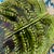 Antique Fern Majolica Dish Platter from Sarreguemines, 1890 For Sale - Image 5 of 8