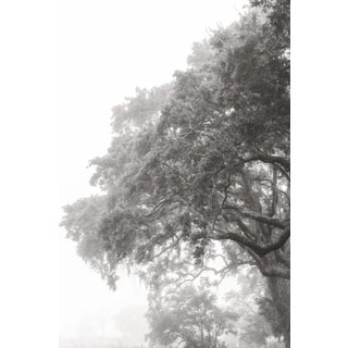 Fine Art Photograph, 16"x24" Print, 'Grand Oak', Black & White Photography For Sale