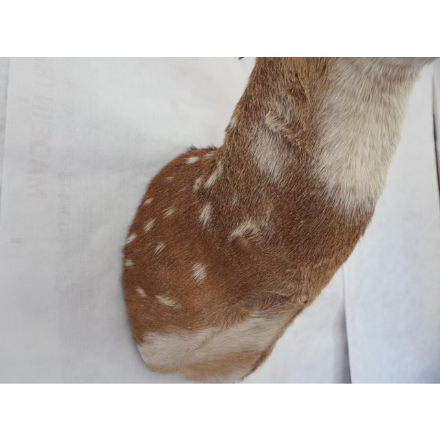 Spotted Deer Head & Bust Mount For Sale - Image 12 of 15