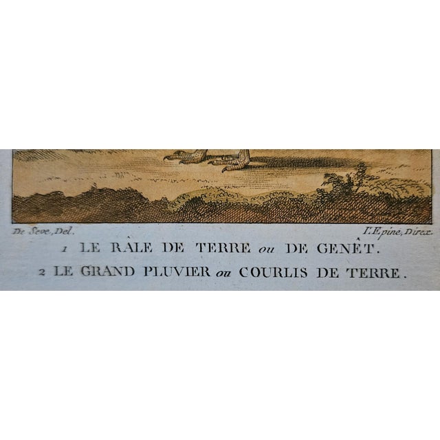 Late 19th Century Antique French Bird Prints For Sale - Image 9 of 11