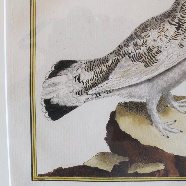 Wood Set of Six Finely Framed Original Engravings of Grouse by François-Nicolas Martinet, 18th Century For Sale - Image 7 of 16