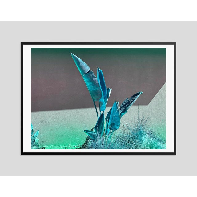 Modern Banana Turquoise by Stuart Möller Framed Photograph For Sale - Image 3 of 3