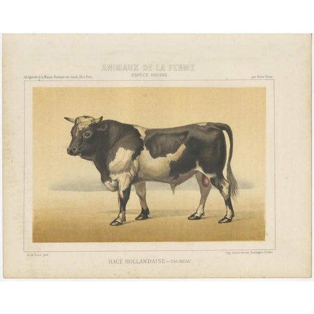 Olivier De Penne, Dutch Bull, Black and White Cattle, 1863, Chromolithograph For Sale - Image 3 of 9