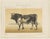 Olivier De Penne, Dutch Bull, Black and White Cattle, 1863, Chromolithograph For Sale - Image 3 of 9
