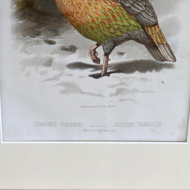 19th Century Cassell Bird Chromolithographs in Gold Bamboo Frames - A Pair For Sale In Cincinnati - Image 6 of 12