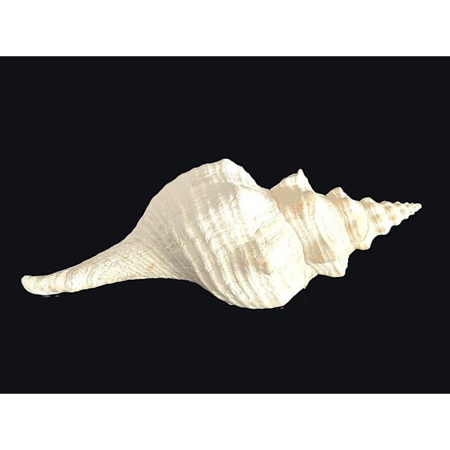 Vintage Large Natural Horse Conch Shell For Sale - Image 11 of 12