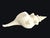 Vintage Large Natural Horse Conch Shell For Sale - Image 11 of 12
