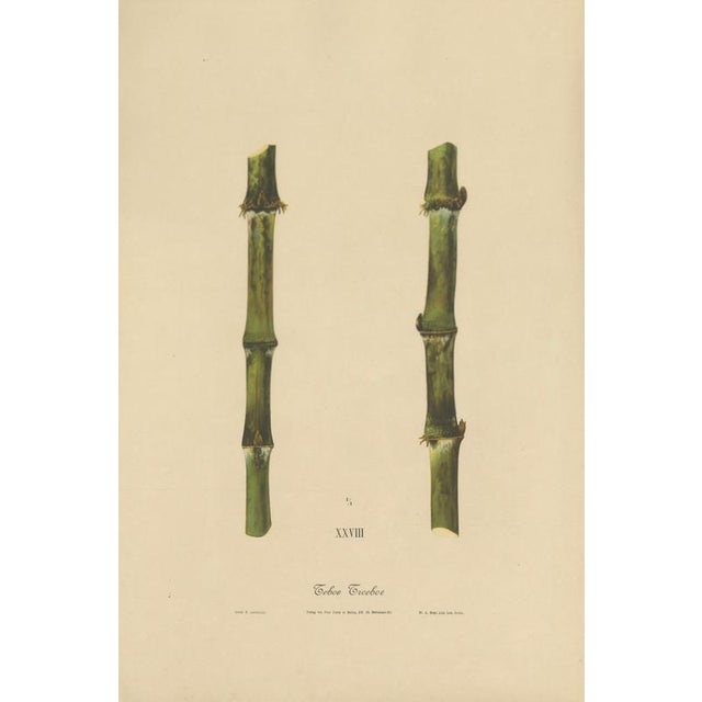 Antique sugarcane chromolithograph, teboe troeboe, java 1892 this large chromolithographic plate depicts the sugarcane...