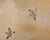 Wood Japanese Edo Two Panel Screen Meandering Stream With Birds For Sale - Image 7 of 12
