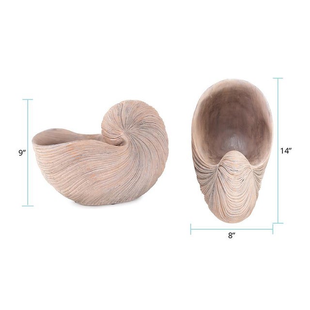 Nautilus Shell For Sale - Image 10 of 11