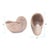 Nautilus Shell For Sale - Image 10 of 11