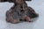 Mid-Century Modern Sculptural Free Form Redwood Burl Side Tables, 1960s For Sale - Image 10 of 12