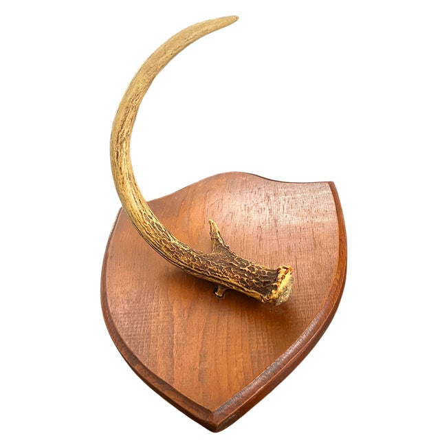 A beautifully sculptural vintage single deer antler mount displayed on a classic wood shield plaque, offering a more...