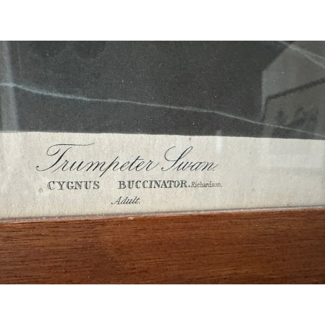 John James Audubon Trumpeter Swan For Sale - Image 4 of 7