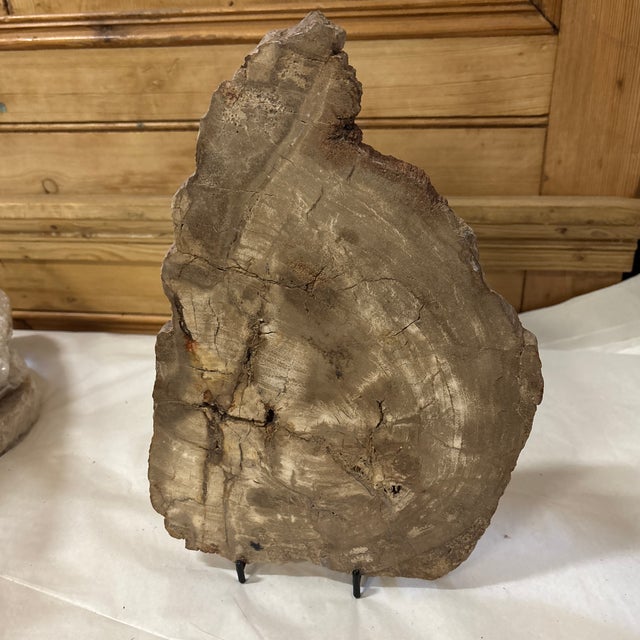 Live Edge Petrified Wood F For Sale - Image 9 of 10