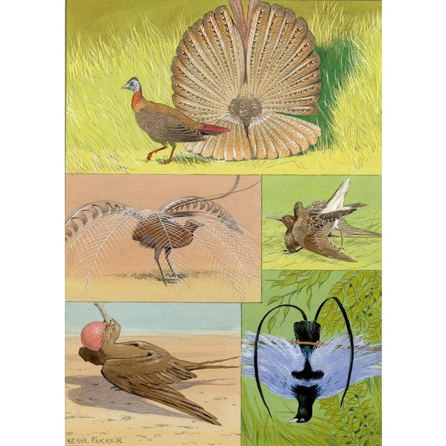An original c.1950 gouache painting – William Neave Parker, Bird Courtship Illustration.An outstanding sheet of bird...