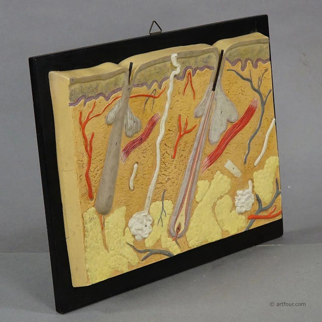 Antique Teaching Aid - Structure of the Human Skin, Plaster on Wood An antique hand-painted anatomical wall model...