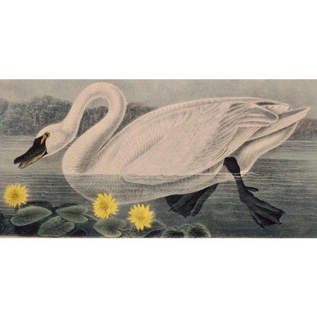 Realism "American Swan", Audubon Hand-colored First Octavo Edition Lithograph, 1840 For Sale - Image 3 of 5