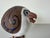1980s Susan Davis Cape Cod Art Pottery Handcrafted Seagull Bird Sculpture, Signed For Sale - Image 5 of 12