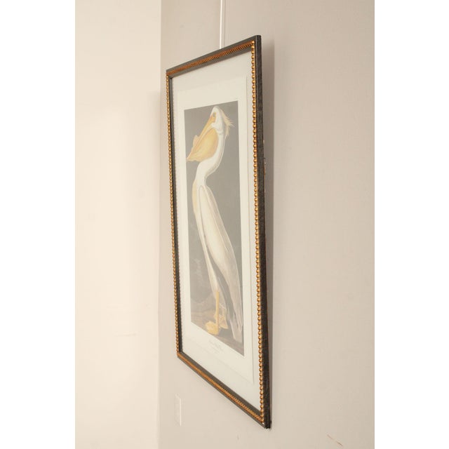 Traditional John James Audubon Ornithological, 'American White Pelican' For Sale - Image 3 of 12