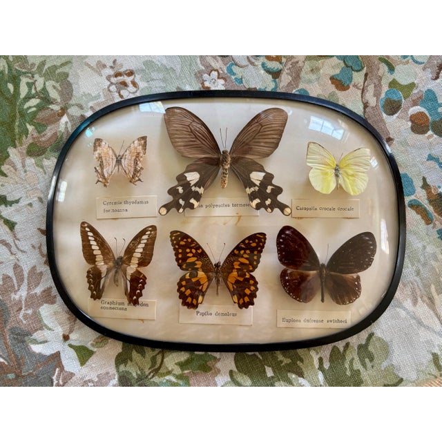 Fabulous scientific butterfly specimen case with Latin species labels. From and English estate. Some discoloration from...