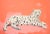 White Cheetah With Black Spots on Coral and Pink Background - Horizontal Artwork 24" X 18" Paper Print For Sale