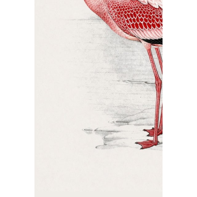 Paper Lesser Flamingo by C. G. Finch-Davies, Vintage Reproduction Bird Art Print, 26″ × 40″ For Sale - Image 7 of 8