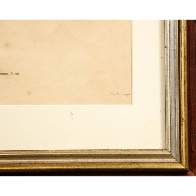 Wood Early 19th Century Potted Auricula Engraving by Jean-Louis Prévost in Pine Frame For Sale - Image 7 of 10