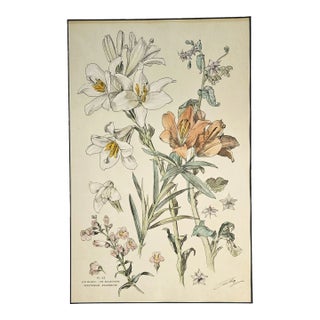 Large 1880s French Antique Botanical Chromolithograph-Lily- by H Lambert, Signed, Matted For Sale