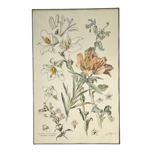 Large 1880s French Antique Botanical Chromolithograph-Lily- by H Lambert, Signed, Matted