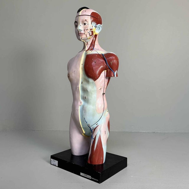 Japanese Anatomical Model Nakamura, 1970s For Sale - Image 6 of 18